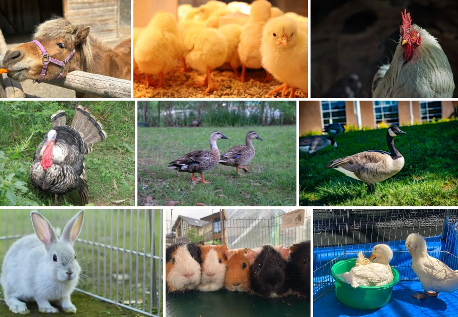 【3/15(土)新潟戦】天空の動物園